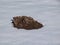 Cone shaped mole mound (molehill) of soil and dirt among white snow surface in winter. European Mole (Talpa