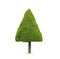 Cone shaped topiary tree on isolated white background with clipping path