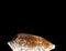 Cone Shell