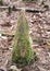 Cone shpaed cypress knee covered in green moss