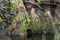 Cone shpaed cypress knee covered in green moss reflected in blackwater swamp