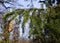 Cone Spruce, wide angle, close-up. Picea, a genus of pine trees in the Pinaceae family. Spruces are evergreen and monocotyledonou