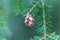 Cone of a western hemlock Tsuga heterophylla