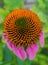 Coneflower