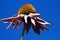 Coneflower against a blue sky