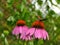 Coneflower with butterfly