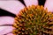 Coneflower center closeup