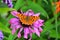 Coneflower - Echinacea and Comma Butterfly - Polygonia c-album