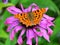 Coneflower - Echinacea and Comma Butterfly - Polygonia c-album