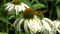 Coneflower, Echinacea purpurea