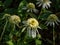 Coneflower Echinacea purpurea \\\'Coconut lime\\\' flowering with white, fully double pompon-like flowers in gard