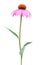 Coneflower Echinacea purpurea - single plant isolated on white background