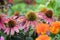 Coneflower flower blooms backgrounds