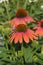 Coneflower Julia