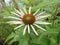 Coneflower in rain, with long thin white florets extending out like sunrays, and a brownish disc floret in center