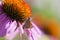 Coneflower and Skipper Butterfly