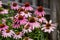 Coneflowers