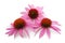 Coneflowers