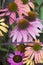 Coneflowers Echinacea in different colors