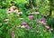 Coneflowers Flowerbed in the Garden. Echinacea purpurea and purple coneflowers flower bed