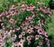 Coneflowers pinkish red and purple