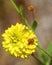 Conehead Cricket With Yellow Milkwort