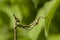 Conehead mantis, Empusa pennata