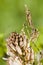 Conehead mantis, Empusa pennata