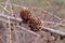 Cones on a branch, larch.