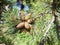 Cones of crimean pine tree in sunny autumn