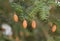 Cones of fir