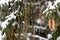 Cones of fir-tree covered with snow outdoor. Snow branch evergreen spruce tree.