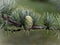 Cones grow on the larch.