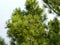 Cones grow on the top branches of the Siberian cedar against the sky