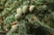 Cones growing on a branch of a Cedar Tree Cedrus libani Cedar of Lebanon or Lebanon Cedar in the UK.