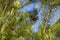 Cones on a growing Christmas tree in a summer forest close-up. Delicious snack for squirrels and other rodents in a