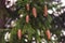 Cones hang on a fir branch. Natural background