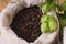 Cones of hops and chocolate malt in bag. top view, closeup. Ingredient in beer industry. Craft beer brewing from grain barley