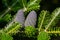 Cones of Korean Fir - Abies koreana in garden