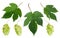 Cones and leaves of hops