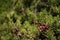 Cones and leaves of Juniper tree