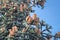 Cones of Nobilis fir (Abies procera)