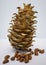 Cones and nuts of the Korean pine. Nuts of cedar pine. Food, isolated. cedar with cones close-up on a white isolated background
