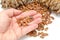 Cones and Nuts of Siberian Cedar Pine in hand