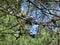 Cones on pine branches