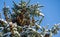 Cones on spruce Picea omorika top under white fluffy snow in a blue sky. Branches with short striped needles, characteristic of th