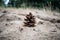 Cones of spruce and pine, dry, brown. Mature fruits that survived the winter on the background of sand in the forest