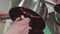 Confectioner puts simmered berries into backing dish using spatula at kitchen