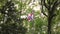 Confederate flag on a flagpost at Point Lookout Confederate cemetery