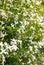 Confederate jasmine plant with fragrant white flowers in bloom